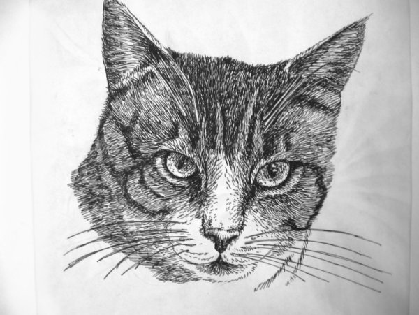 Кот гелевой ручкой