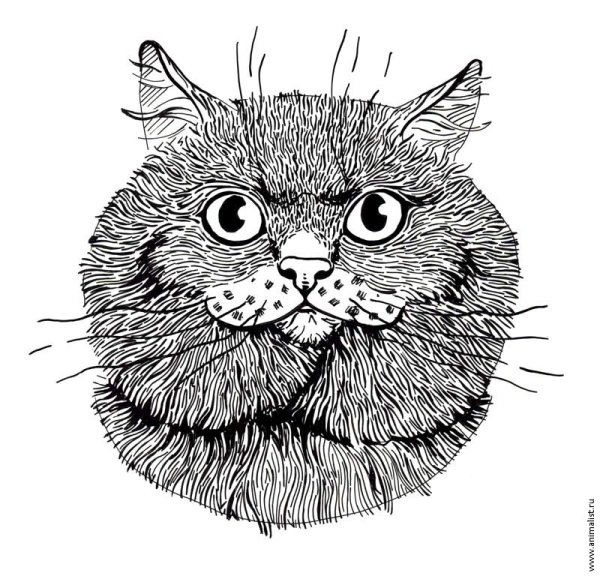 Кошечка Графика