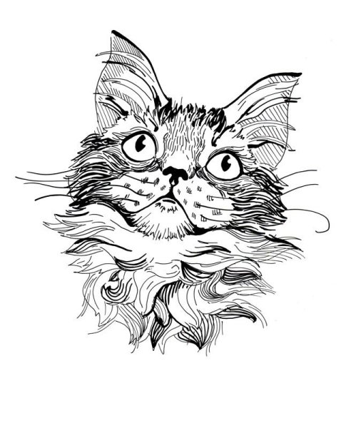 Кот в графике