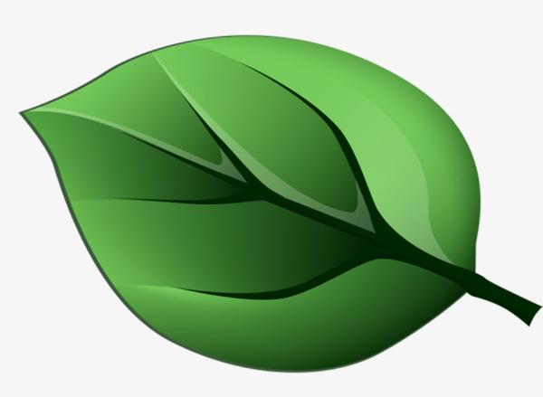 Зеленые листочки