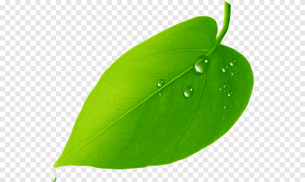 Зеленый листик