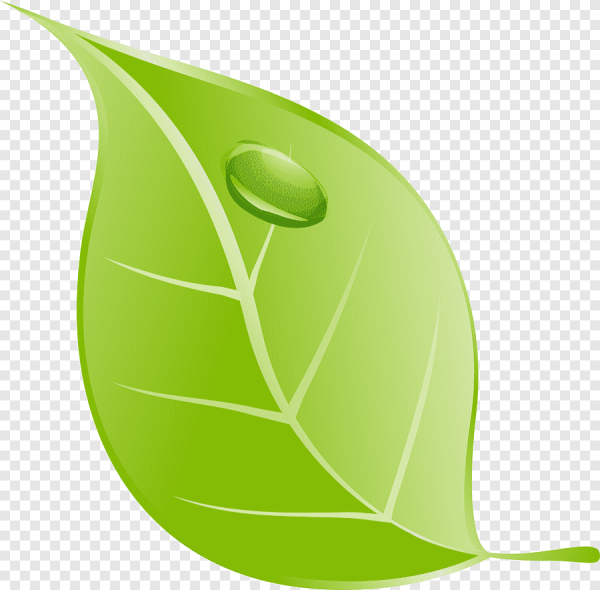 Листочки на прозрачном фоне