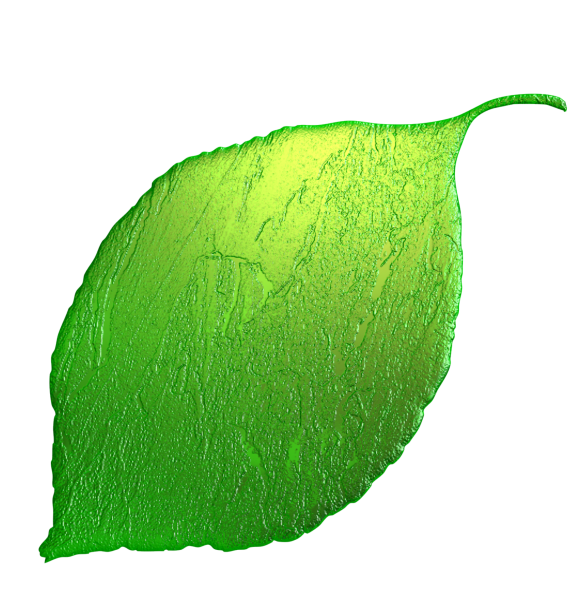 Листья деревьев