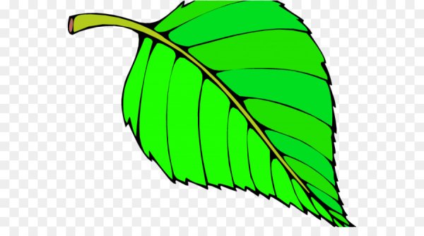 Зеленые листья нарисованные