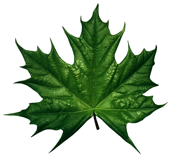 Зеленый лист