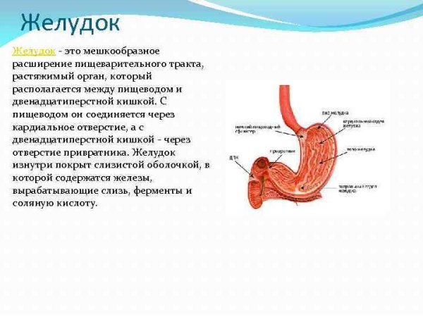 Описание желудка человека