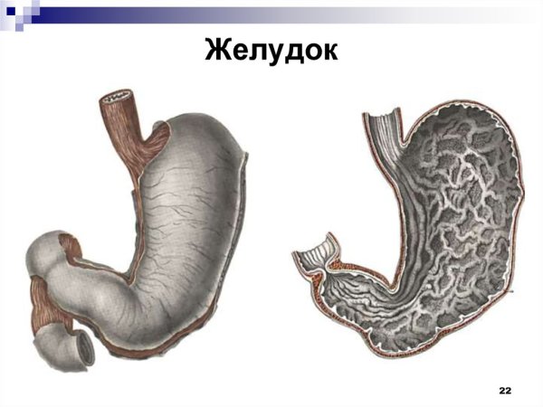 Внешнее строение желудка анатомия