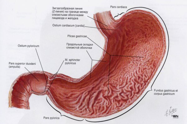 Строение стенки желудка анатомия