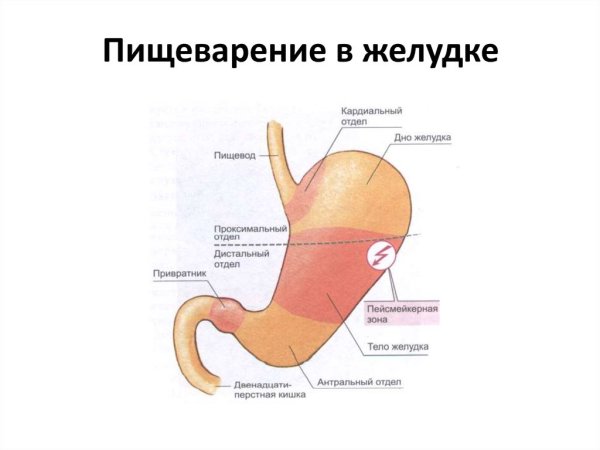 Железы желудка и кишечника