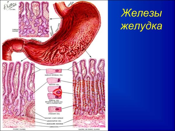 Здоровый и больной желудок