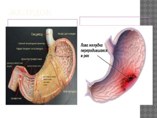 Строение желудка травоядных
