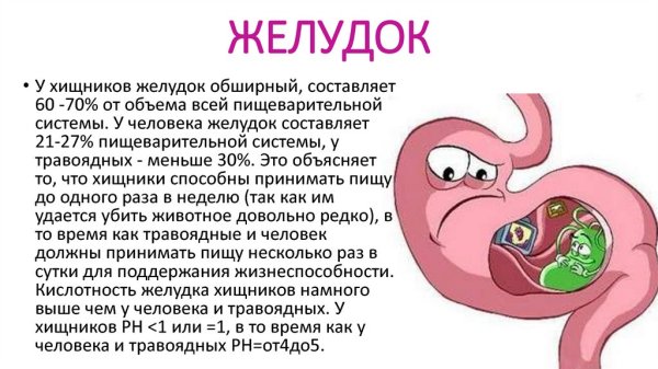 Пищеварение анимация