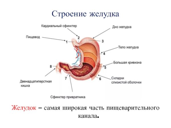 Гренландский кит скелет