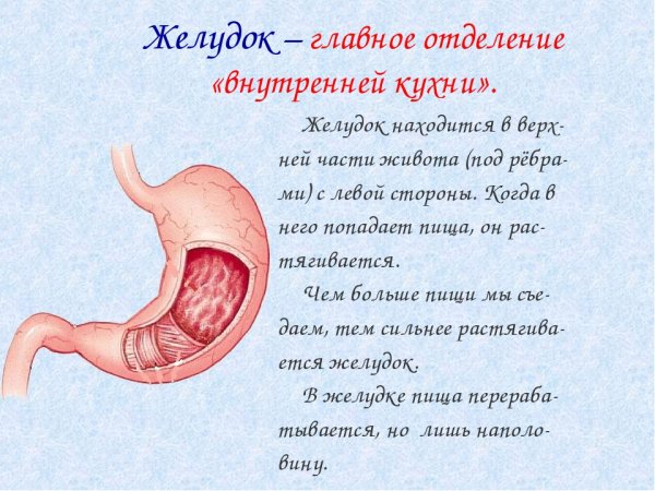 Клапан 12 перстной кишки и желудка