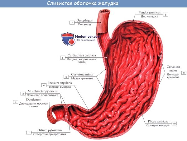 Желудок анатомия Синельников