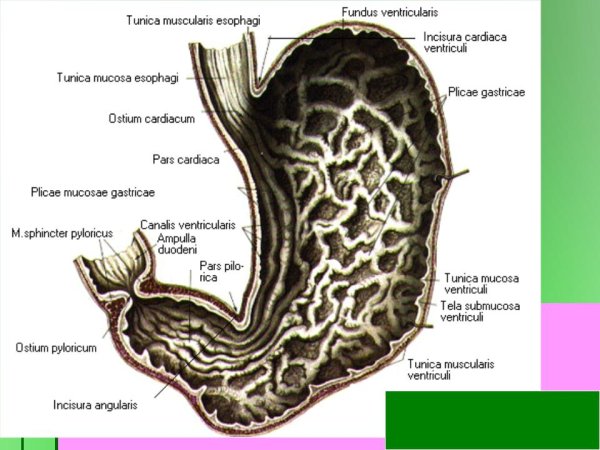 Желудок рисунок