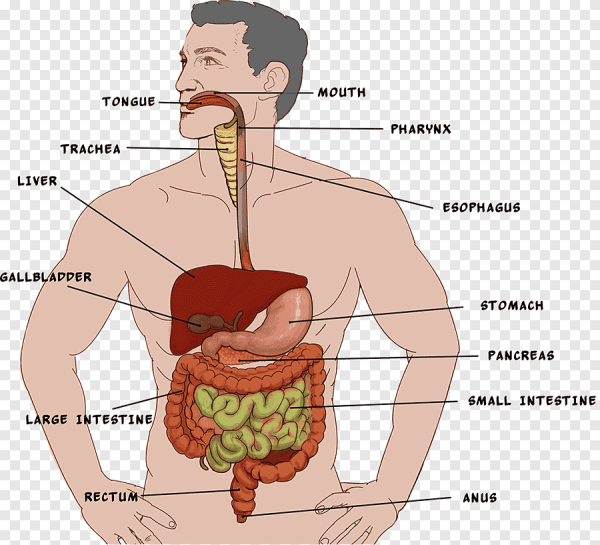 Слизистая оболочка желудка складки