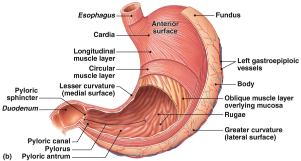 Пищеварительная система человека желудок
