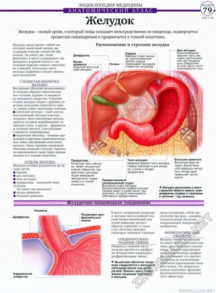 Здоровый желудок изнутри