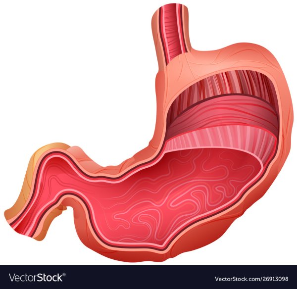 Слизистая оболочка желудка анатомия