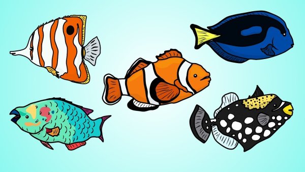 Рисование рыбы