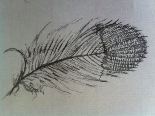 Перо птицы для рисования