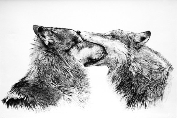 Волк Графика