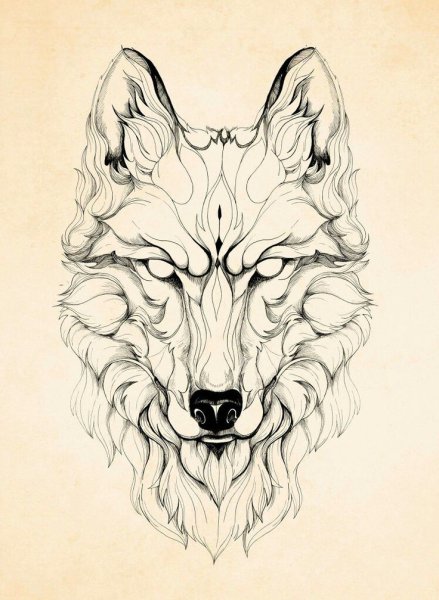 Волк эскиз