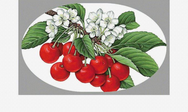 Рододендрон Даурский багульник карандаш