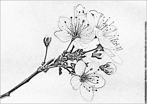 Ветка вишни для рисования