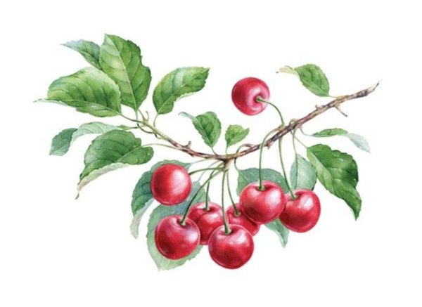 Веточка вишни с ягодами для детей
