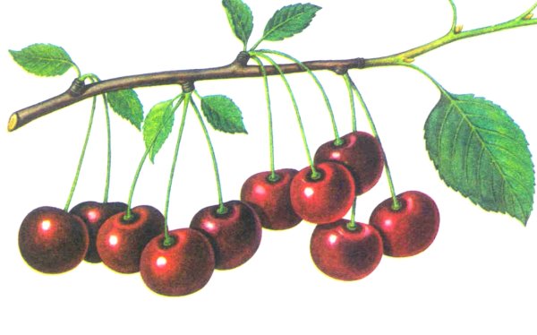 Нарисовать ветку Сакуры