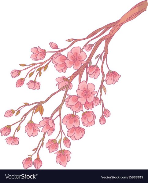 Ветка вишни раскраска