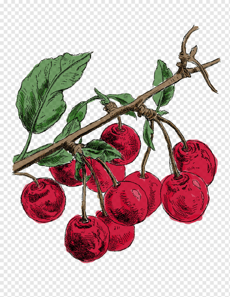 Вишня Ботаническая иллюстрация