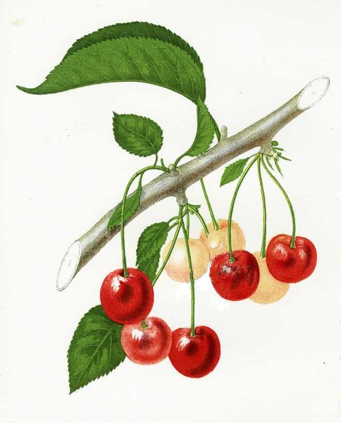 Черешня на ветке с цветами