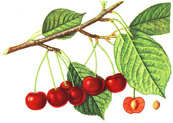 Ветка Сакуры