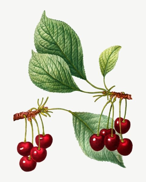 Веточка с цветочками