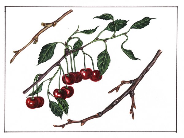 Цветок Сакуры контур