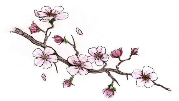 Ветка яблони карандашом