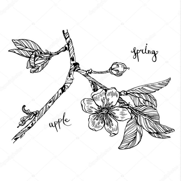 Цветы вишни карандашом