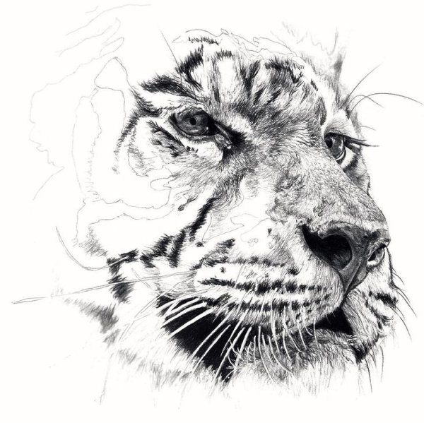Тигр эскиз