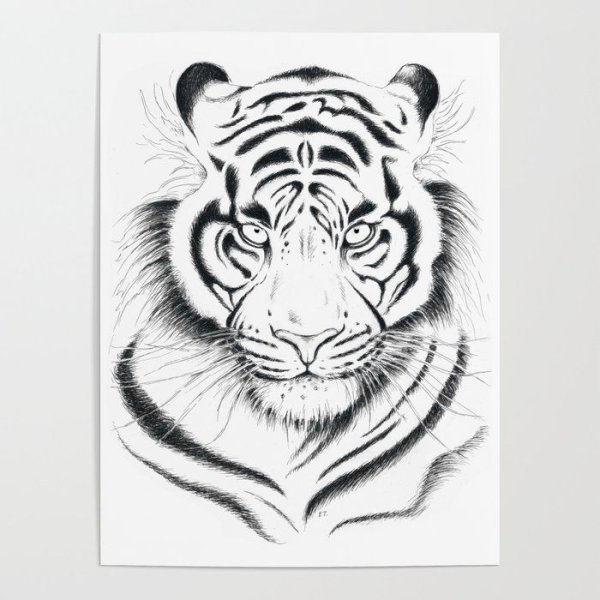 Тигр рисунок Графика