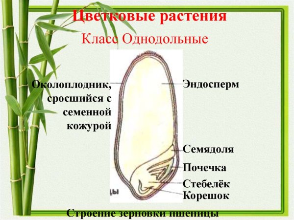 Строение однодольных пшеница растений 7 класс