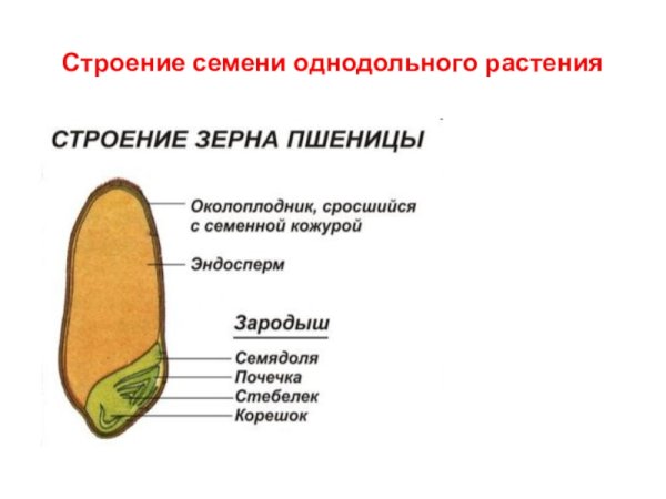 Схема строения семени однодольного растения