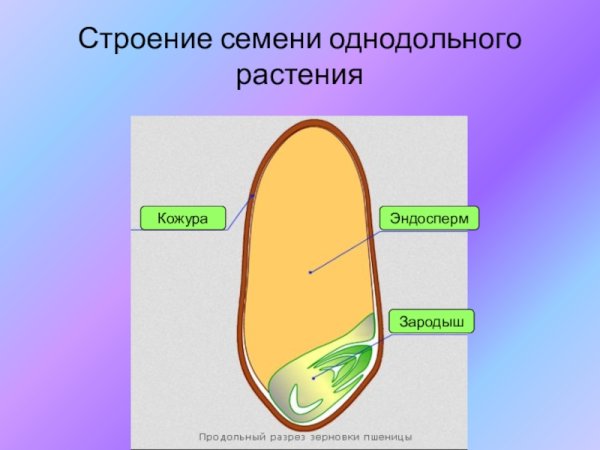 Строение однодольного семени пшеницы