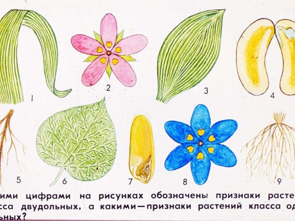 Размножение двудольных растений