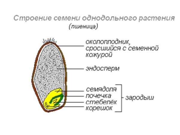 Строение семени однодольного растения