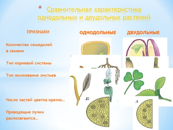 Система растений Однодольные и двудольные