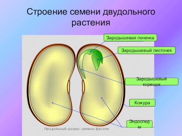 Строение семян двух дольных и однодольных растений