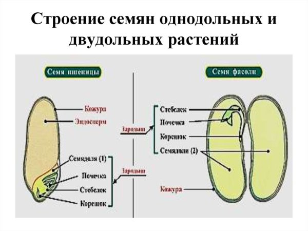 Строение семян двудольных и однодольных растений. 6 Кл.